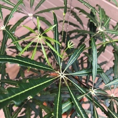 アラレア　観葉植物①の画像