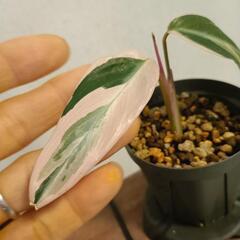 観葉植物  ストロマンテ トリオスター