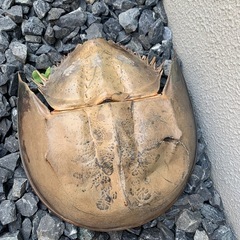 カブトガニ甲羅