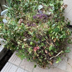 ハツユキカズラ
