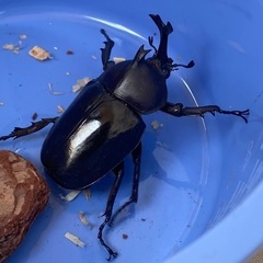 オキナワカブト