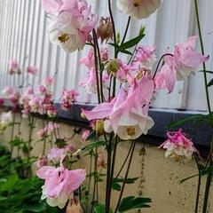 【かれんで繊細！】美しいオダマキたちです    の画像