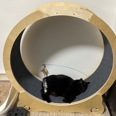 キャット　ホイール　猫　回し車  110センチ