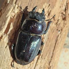 外国産クワガタ　オオクワガタ　中国ホペイ　♀単品　昆虫　クワガタ