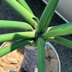 モンステラ　置き物の画像