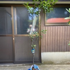 月桂樹 の木の画像