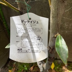 月桂樹 の木の画像