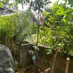 月桂樹 の木の画像