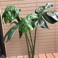 モンステラ　水さし　観葉植物④
