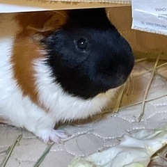 モルモット里親募集