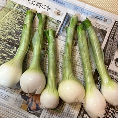 採れたて無農薬新玉ねぎ