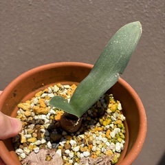 マユハケオモトの画像