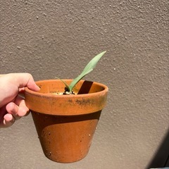 マユハケオモトの画像