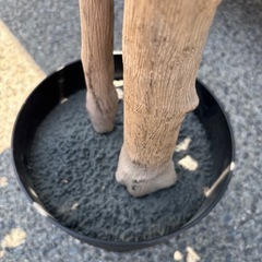 ベンジャミン　置き物の画像