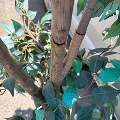 ベンジャミン　置き物の画像