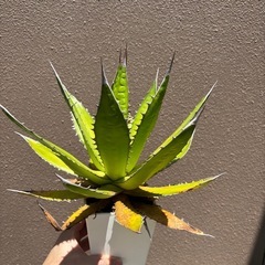 アガベ　ホリダ