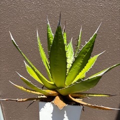 アガベ　ホリダの画像