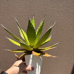 アガベ　ホリダの画像