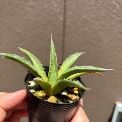 アガベ　ペロテンシスの画像
