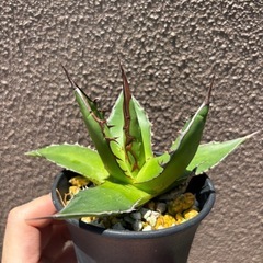 アガベ　ホリダ