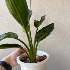 ストレリチア　オーガスタの画像