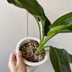 ストレリチア　オーガスタの画像