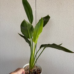 オーガスタ