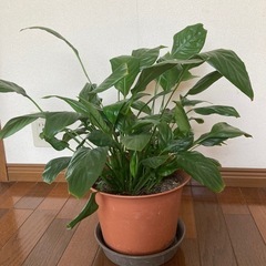 スパティフィラムの画像