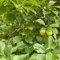 梅取れるだけ全て差し上げますので草刈りお願いします