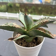 アガベ　ホリダ