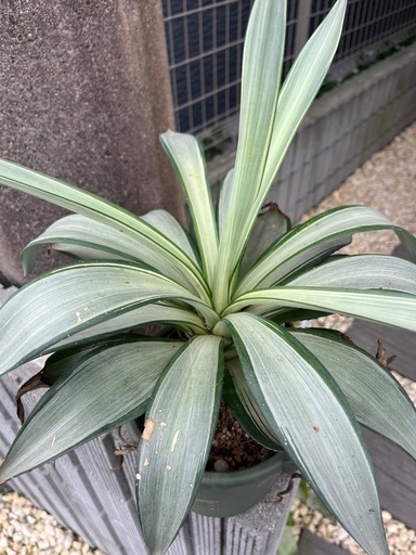 アガベデスメティアーナクイックシルバー