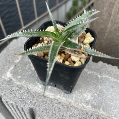 ディッキア　デリカータ