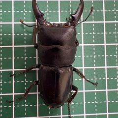 【即ブリ】本土ヒラタクワガタ♂（44.5mm）