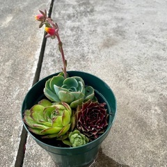 多肉植物　センペルビブム 2種の画像