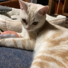 アメショー柄の男の子❗️