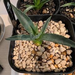 アガベ　ネオメキシカーナのカキコです。