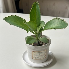 子宝草　コダカラソウ