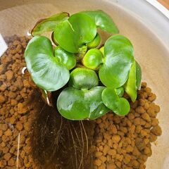 ホテイアオイお売りします☺️