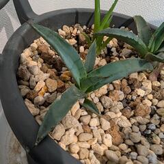 アガベ　リトルシャークのカキコです。