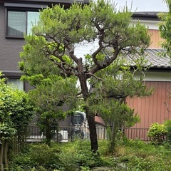 松の木