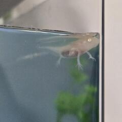 小さいウーパールーパーゴールド
