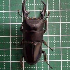 【即ブリ】本土ヒラタクワガタ♂（46.3mm）