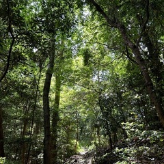 6月8日飯盛山6月22日六甲山