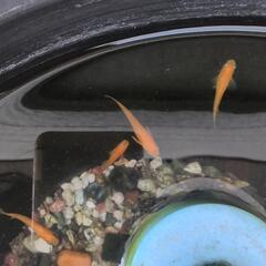 楊貴妃メダカの卵10個＋α