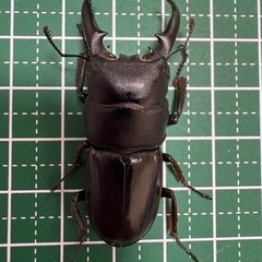 【即ブリ】本土ヒラタクワガタ♂（47.0mm）