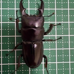 【即ブリ】本土ヒラタクワガタ♂（47.5mm）