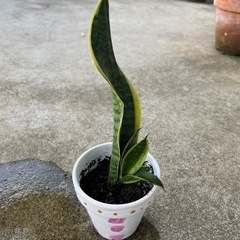 サンスベリア　ミニサイズ