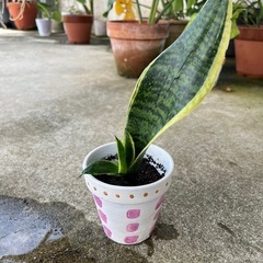 サンスベリア　ミニサイズの画像