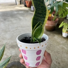 サンスベリア　ミニサイズの画像