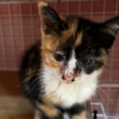 1か月くらいの三毛猫ちゃん